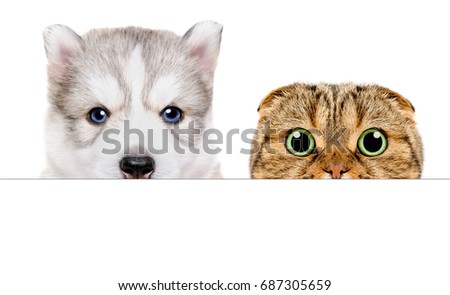 Portrait of a Husky puppy and Scottish Fold cat peeking from behind a banner, closeup, isolated on white background
