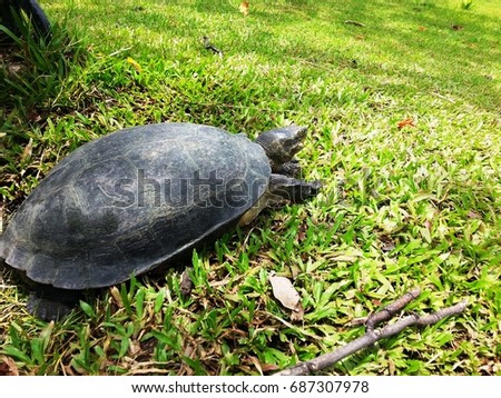 A turtle ( Batagur baska) walked on yard then walked  back to big pond, Queen Sirikit Park, Bangkok Thailand.