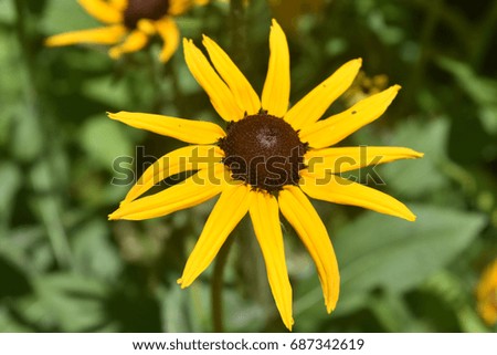 Beautiful Poor Land Daisy Close Up in Nature