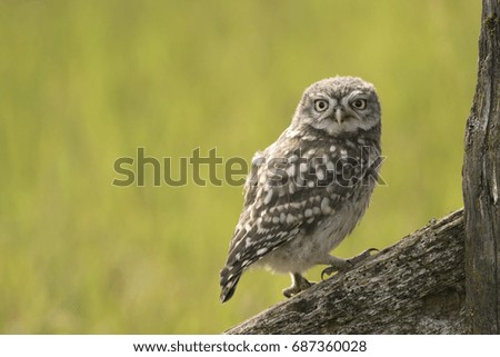 Little owl , Athene noctua,juvenile, late summer evening in Wiltshire, perched on old fence post against a diffuse background, landscape format.