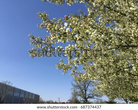 Beautiful flowers on a tree against the blue sky background