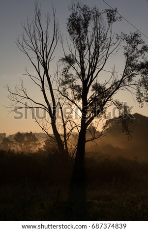 Tree, sunrise, shadows, nature, morning