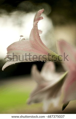 Flower Magnolia Flowering against the background of flowers.