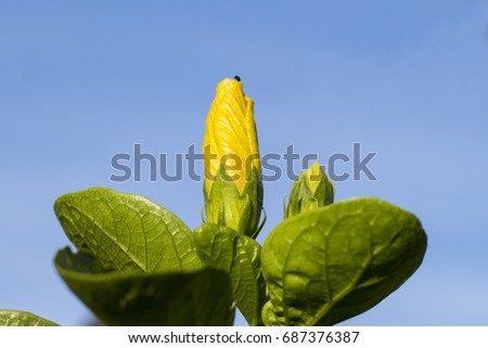 Tropical flower in sunny garden photo. Yellow hibiscus bud on green bush. Exotic island blooming nature. Summer travel photo. Vibrant yellow tropical flower. Exotic garden. Green leaf and yellow bloom