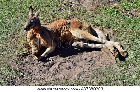  Wild red kangaroo lying on the grass in Queensland, Australia