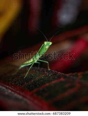 A close-up photograph of a Garden Mantis. This photo was taken in Brisbane, Australia.