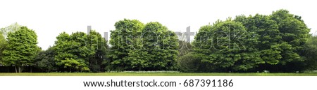 View of a High definition Treeline isolated on a white background Royalty-Free Stock Photo #687391186