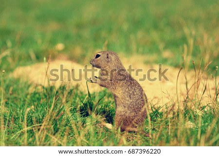 Ground squirrel hold some corns in front legs and feeding. Small animal sitting alone in  short grass.