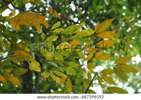Leaves with background blur