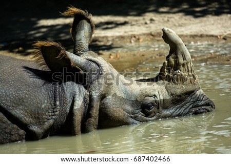 Rhinoceros Lying in Water to Cool Down
