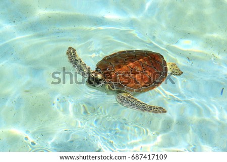 Baby turtle swimming