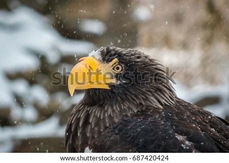 American eagle close-up