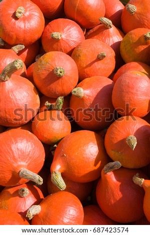 Red kuri squash in sunlight - top view; Orange pumpkins in different sizes; Vegetable at farmer's market; Vegetable offer in autumn