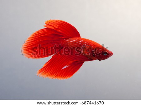 Siamese fighting fish (Rosetail)