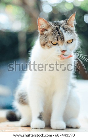 Cute scottish straight cat sitting and tongue stick. Animal portrait.