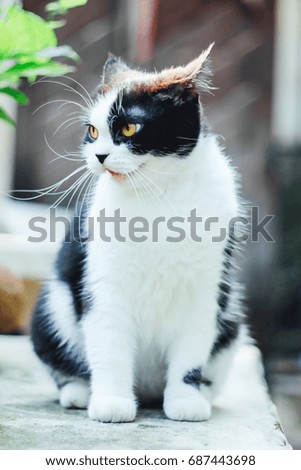Cute tuxedo cat sitting and angry. Animal portrait.