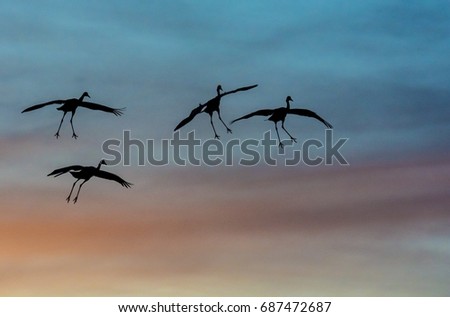 Sand hill Cranes silhouetted against colorful sunset Royalty-Free Stock Photo #687472687