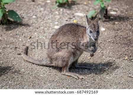 sweet young kangaroo