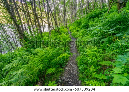 Beautiful green forest. Birth of a Lake Trail. Mount St Helens National Park, South Cascades in Washington State, USA