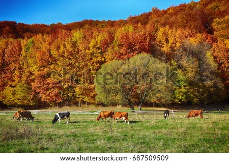 Country scenery on late autumn season. Blue sky. Cows grazing