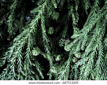 Pine leaves texture top view and close up