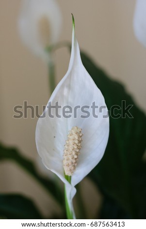 white peace lily flower plant