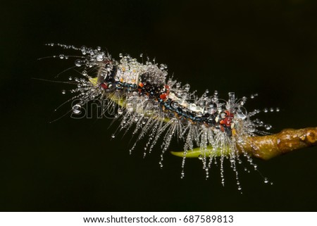 Hairy caterpillar with rain drops (water drop) with black clear background