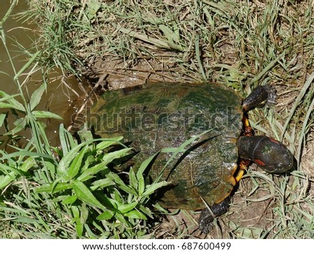 Small turtle with green slimy molds on its shell crawling up the bank of a pond