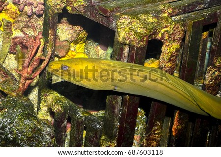 A green moray eel in a large salt water aquarium with a lobster trap and corals in the background