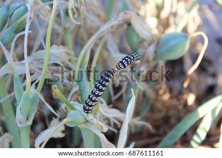 Two caterpillars, Papilio hospiton,  that meet on a twig of a plant - Sardinia - Italy