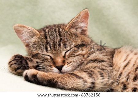Tabby cat lying on bed