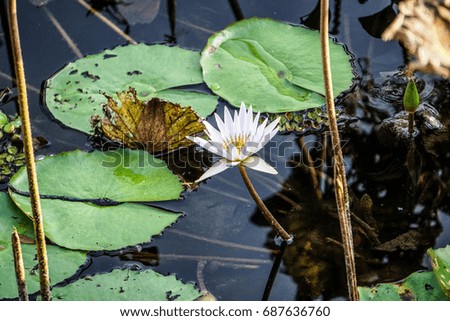 White Lotus (Nelumbo nucifera) blossom and leaves in lake
