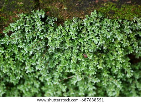 green fine tiny tropical fern leaves creeping growth covering building construction in a rainy jungle garden resort selective focus blur background for use as eco organic backdrop background picture