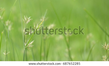 Abstract: fantastic field grass in morning sunrise on green yellow blur background