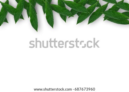 Creative layout design of green leaves. Copy space. Flat lay. Nature background