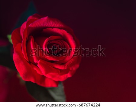 Low key of Valentines Day concept-red rose with pink background.