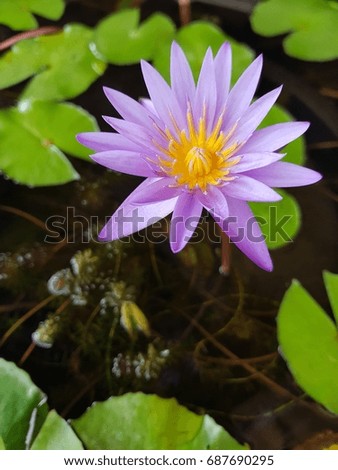 Violet lotus