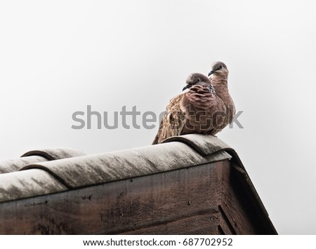 Couple Of Doves On The Roof Against White Background