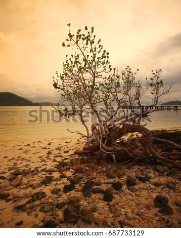 A tree with branches standing alone by the sea at sunset.
