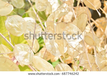 Close up of dried lunaria annua fruit Royalty-Free Stock Photo #687746242