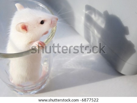 little rat in a glass