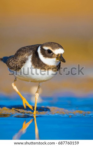 Cute little bird. Nature background. Common Ringed Plover 
