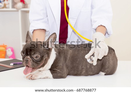 Veterinarian examining a Cute little pedigree french bulldog puppy lying on table in animal hospital. Concept animal health care.