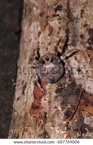 Bark spider, Caerostris sumatrana hiding on tree bark, Sai Thong National Park, Thailand.