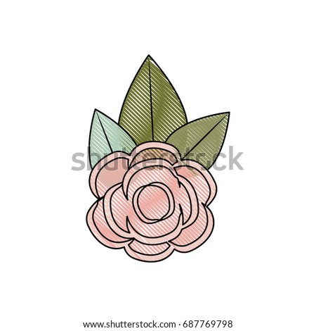 white background with colored crayon silhouette of rose floral ornament vector illustration