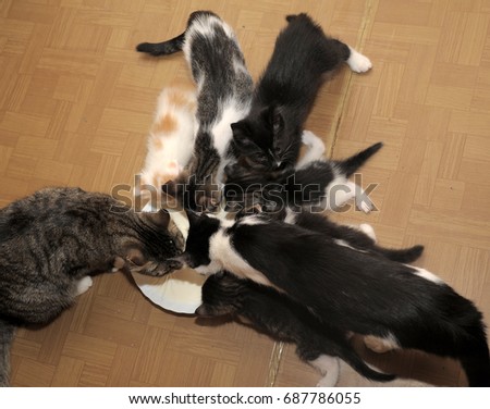 Many cats eat together