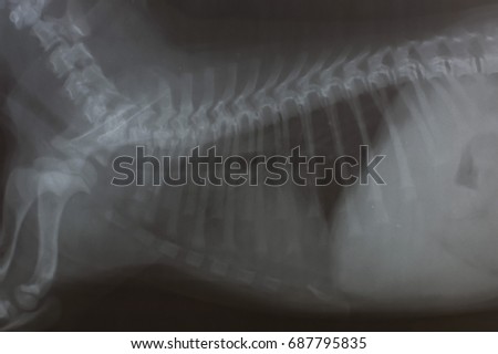 x ray chest of dog