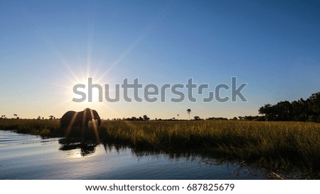 Elephant crossing river channel filled with water while eating, Africa