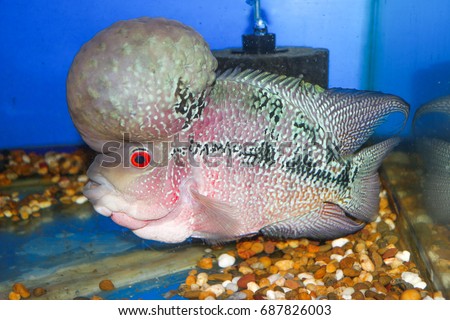 Flowerhorn fish cichlid on water tank aquarium with blue background 
