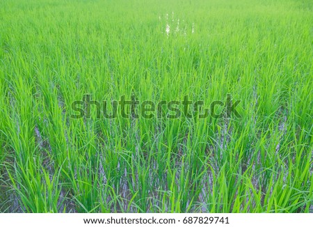 A front selective focus picture of organic rice field in agriculture farm.